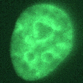 Thumbnail for version as of 12:10, 22 January 2025