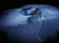 Thumbnail for version as of 15:20, 16 December 2024